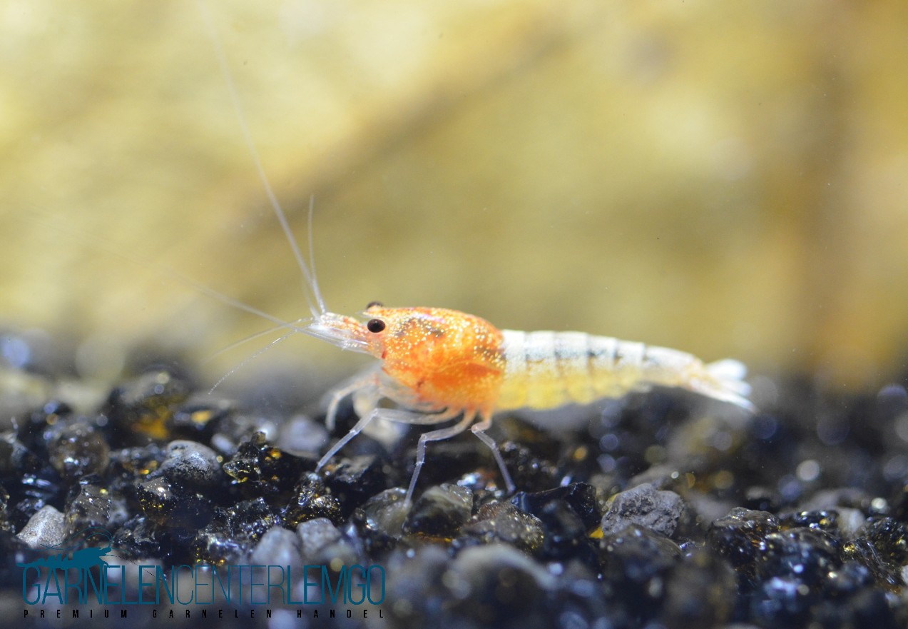 Steel Red aus Skyfish Galaxy Fishbone Stamm  - DNZ