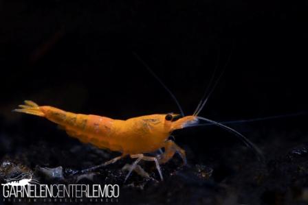 Orange King Kong Garnele  - DNZ