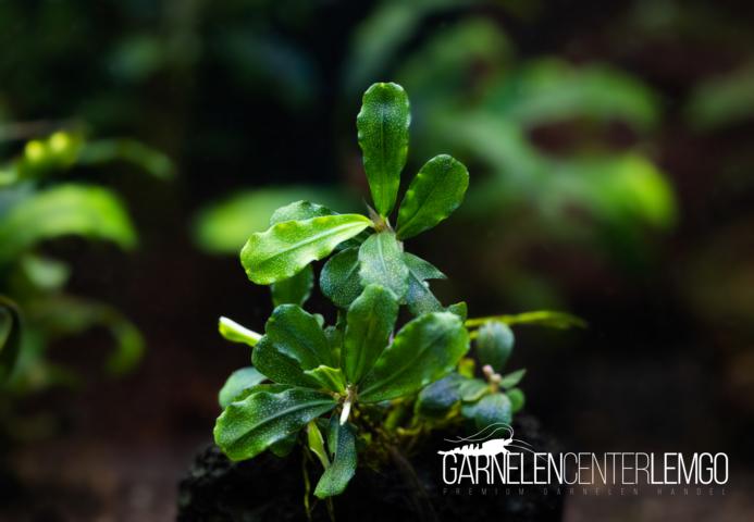 Bucephalandra sp. - submers - Rhizom