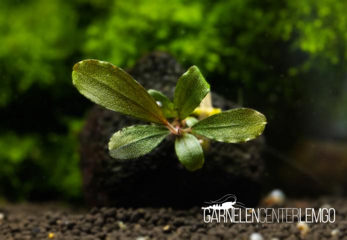 Bucephalandra sp. Brownie Caleco - submers - Rhizom