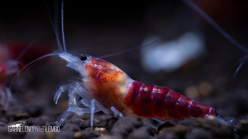 Red Scorpion Garnele  - DNZ