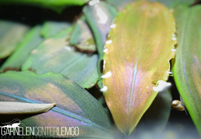 Bucephalandra sp. Blue Panggi, submers, Rhizom