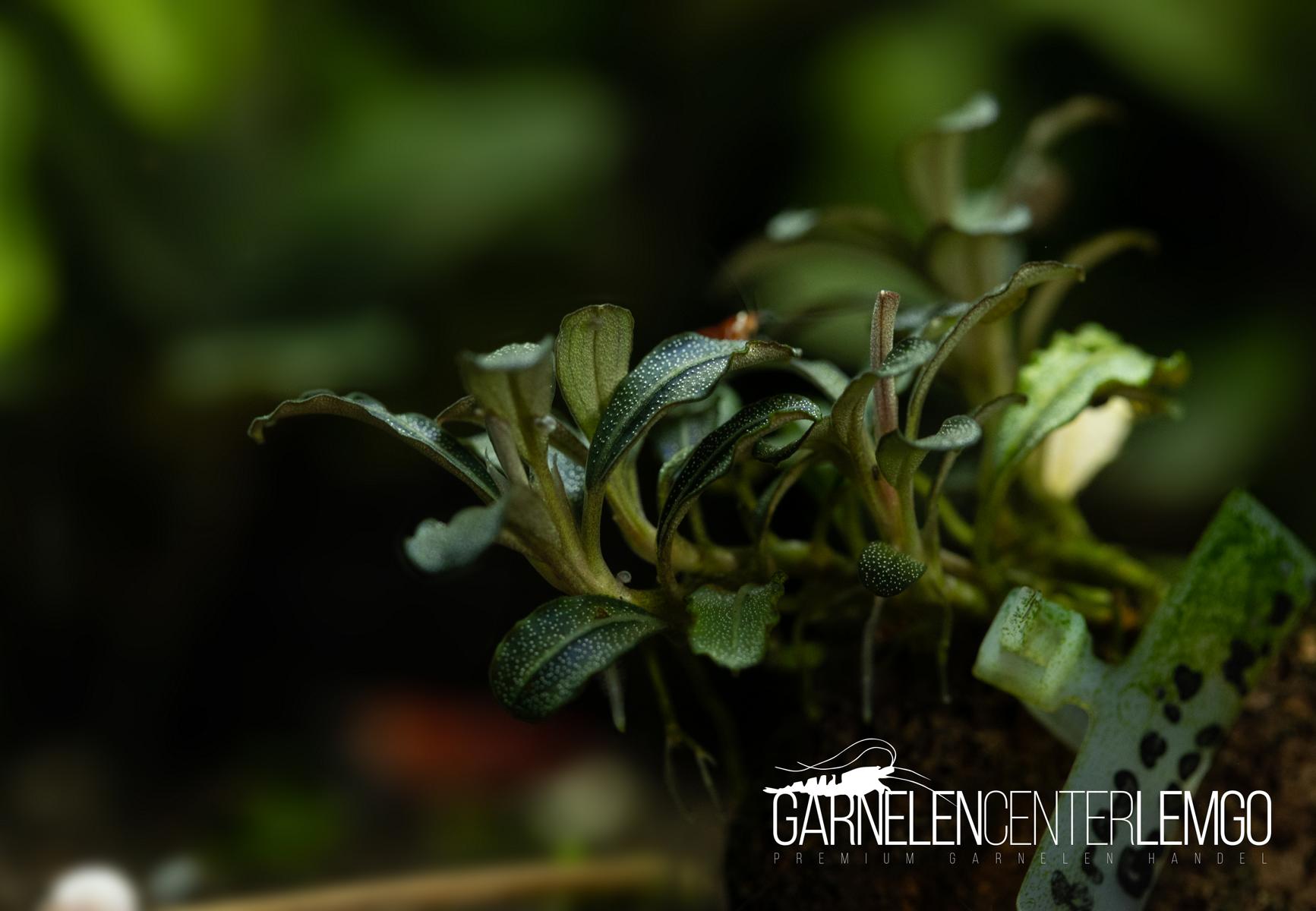 Bucephalandra sp. Boyan Mini - submers - Rhizom