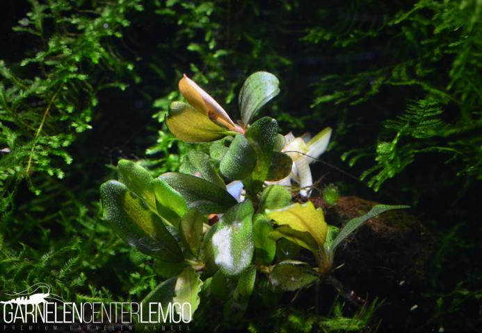 Bucephalandra sp. Brownie Jade, submers, Rhizom