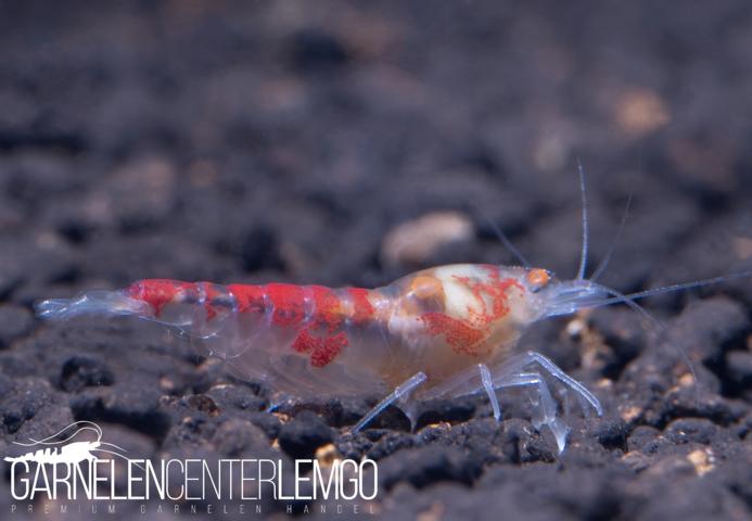 rote Calceo Garnele mit orangen Augen / O.E. - DNZ