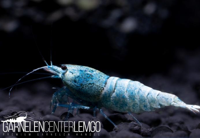 Blue Bolt Garnele  - DNZ