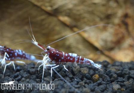 Oiran Sulawsei Garnele - Caridina dennerli var. oiran - Import