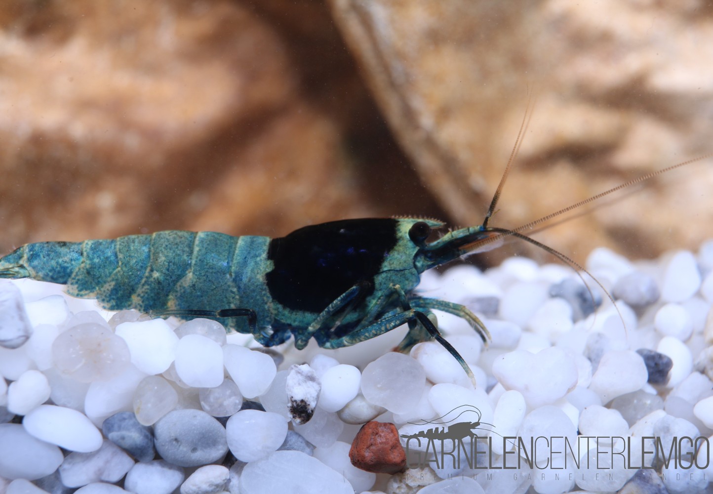 Blue Shadow Mosura Garnele  - DNZ