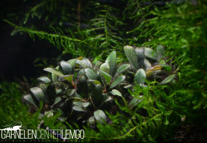 Bucephalandra sp. Melawi Mini, submers, Rhizom