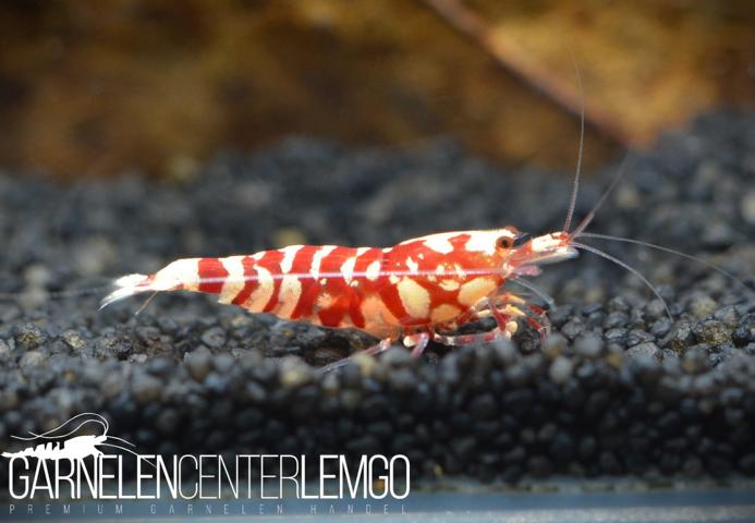 Peiwen Chen - Red Fancy Tiger Backline SS Grade - DNZ