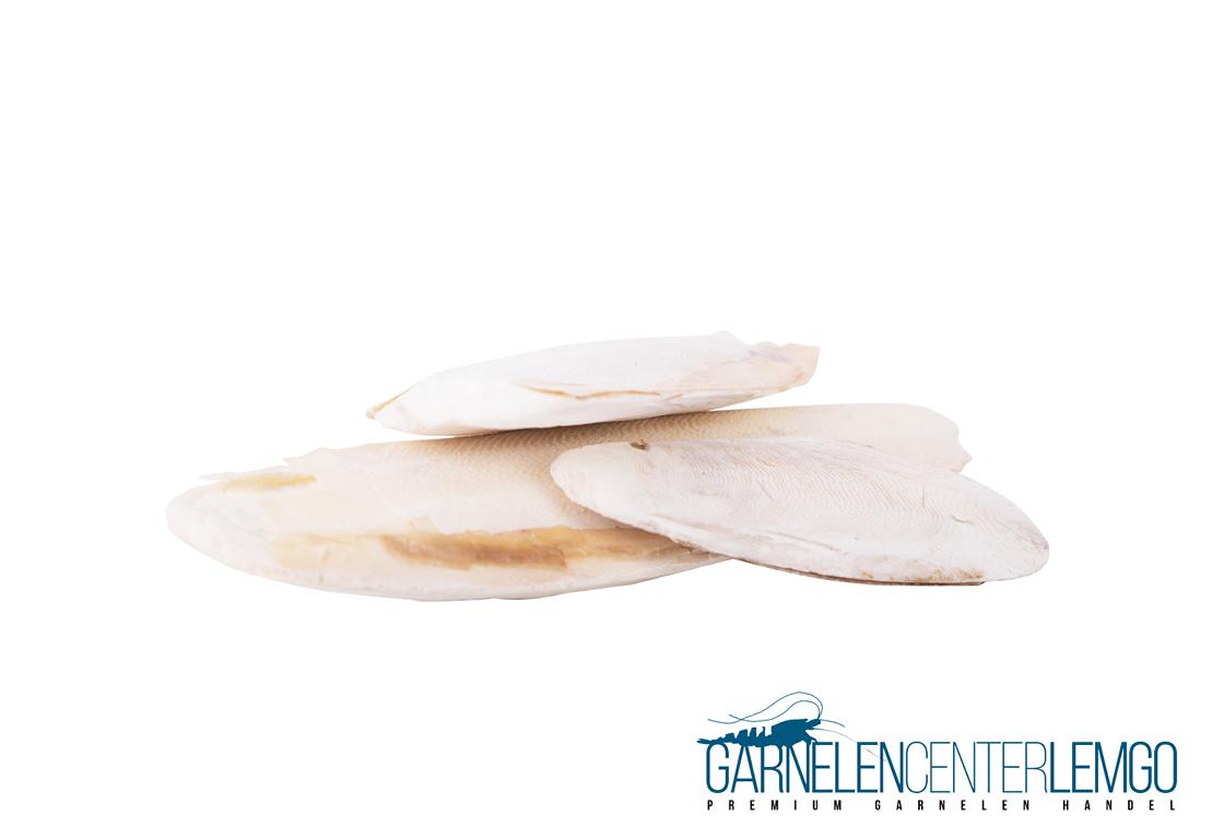 Sepiaschale für Schnecken und andere Wirbellose