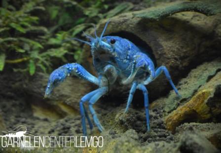 Blauer Floridakrebs / Procambarus alleni DNZ