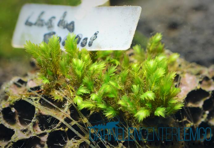 Fissidens sp. Lhaha Forest auf Plant  Sheet - Rarität