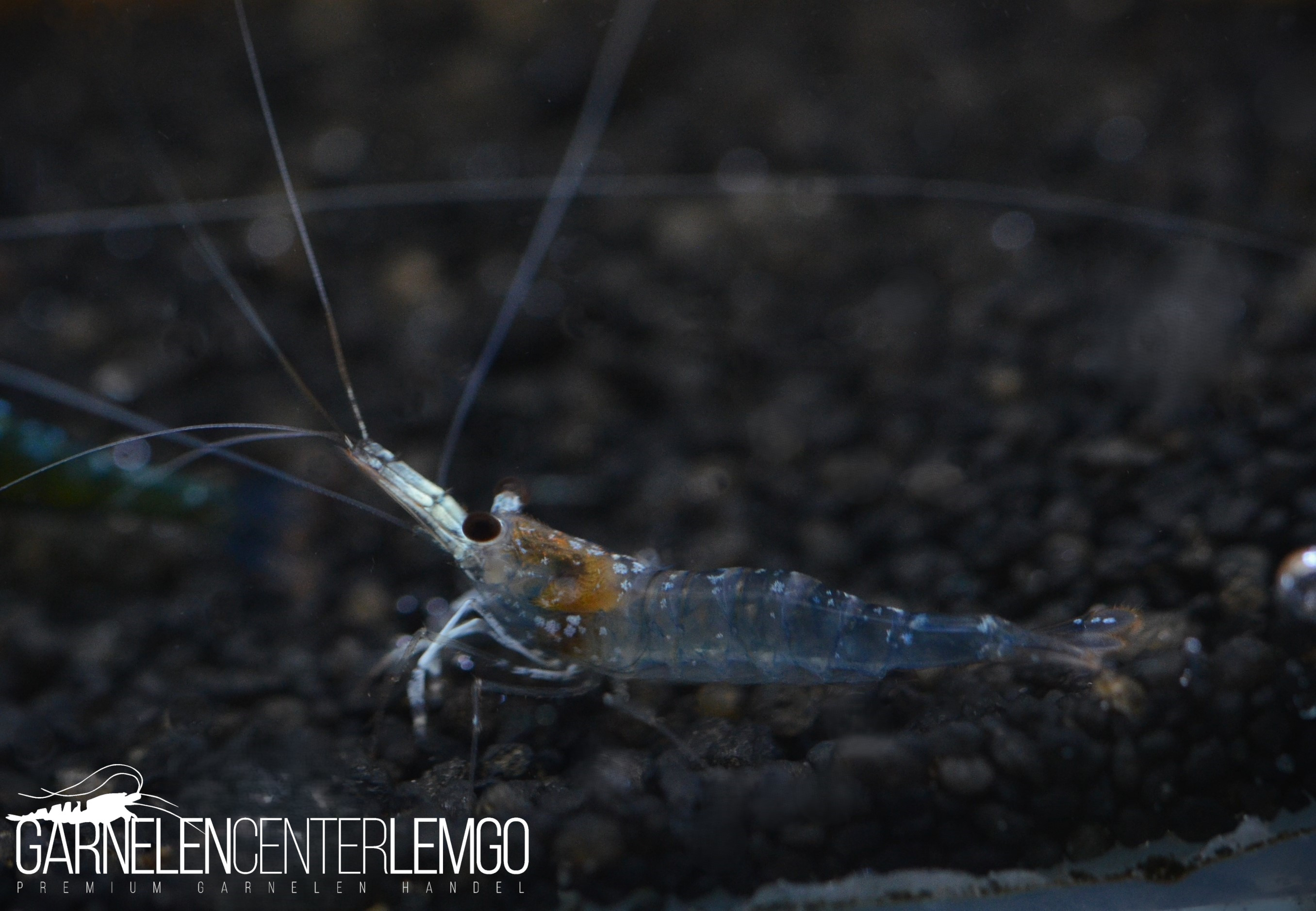 Blue Ghost Sulawesi Garnele - Low Grade