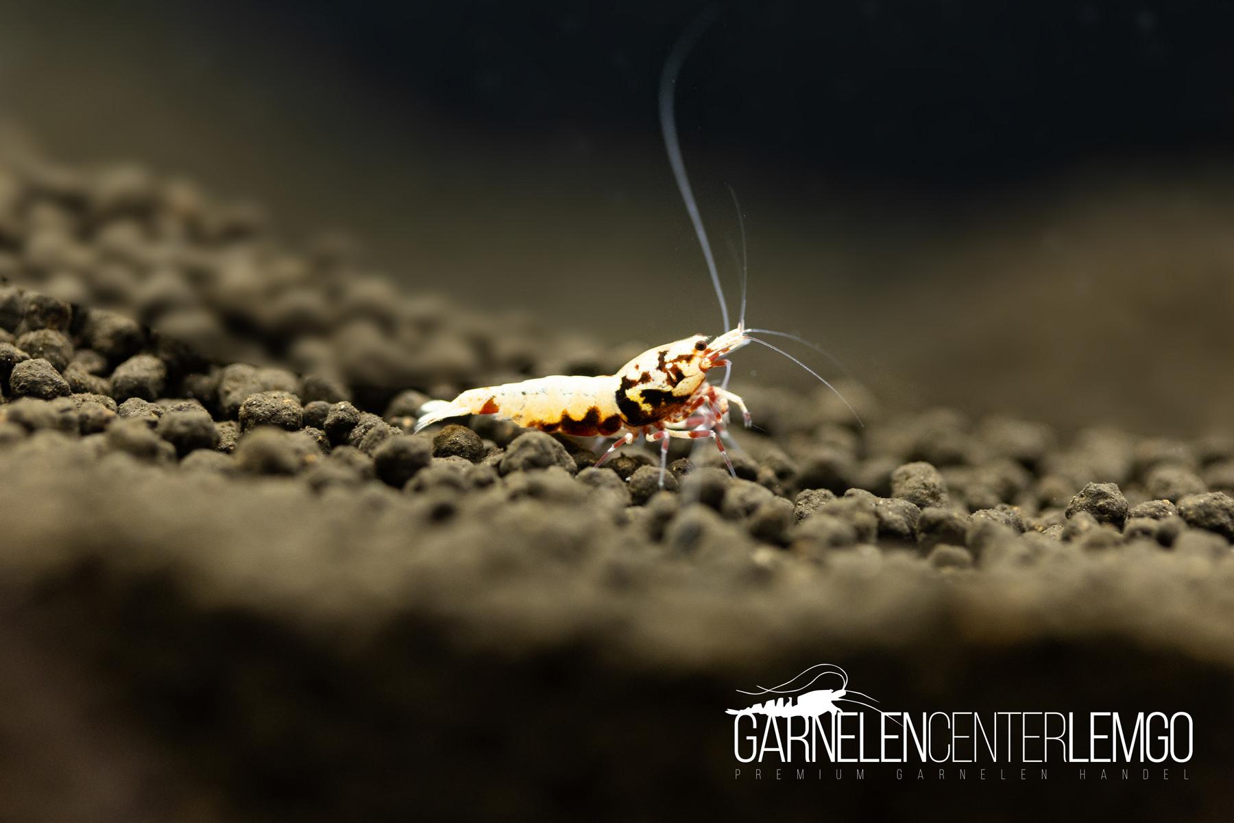 Skyfish Galaxy Boa, rot - Grade SSS/ High Grade- DNZ