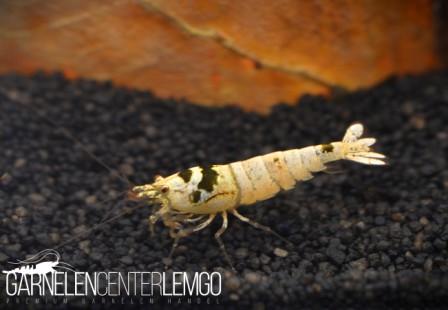 Black Bee Garnele K12 - K14 - Smile - DNZ