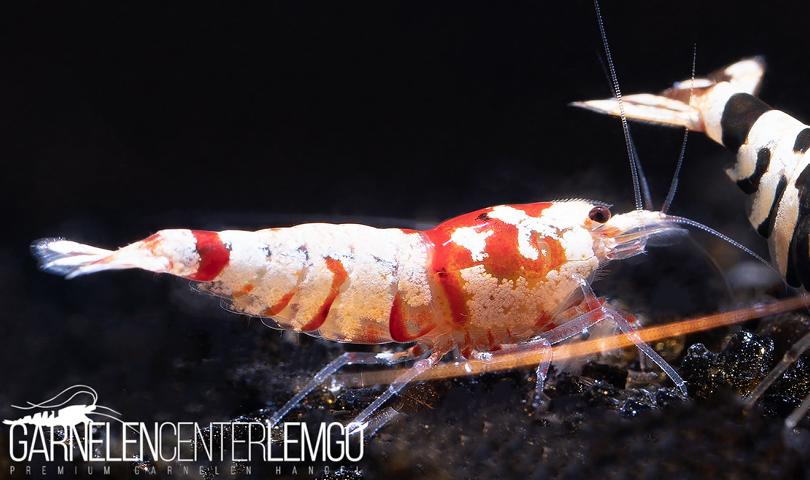 Fancy Tiger Rot - SS Grade  - DNZ