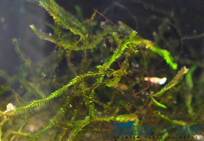 Großes Wassermoos - Fontinalis antipyretica (Quellmoos)