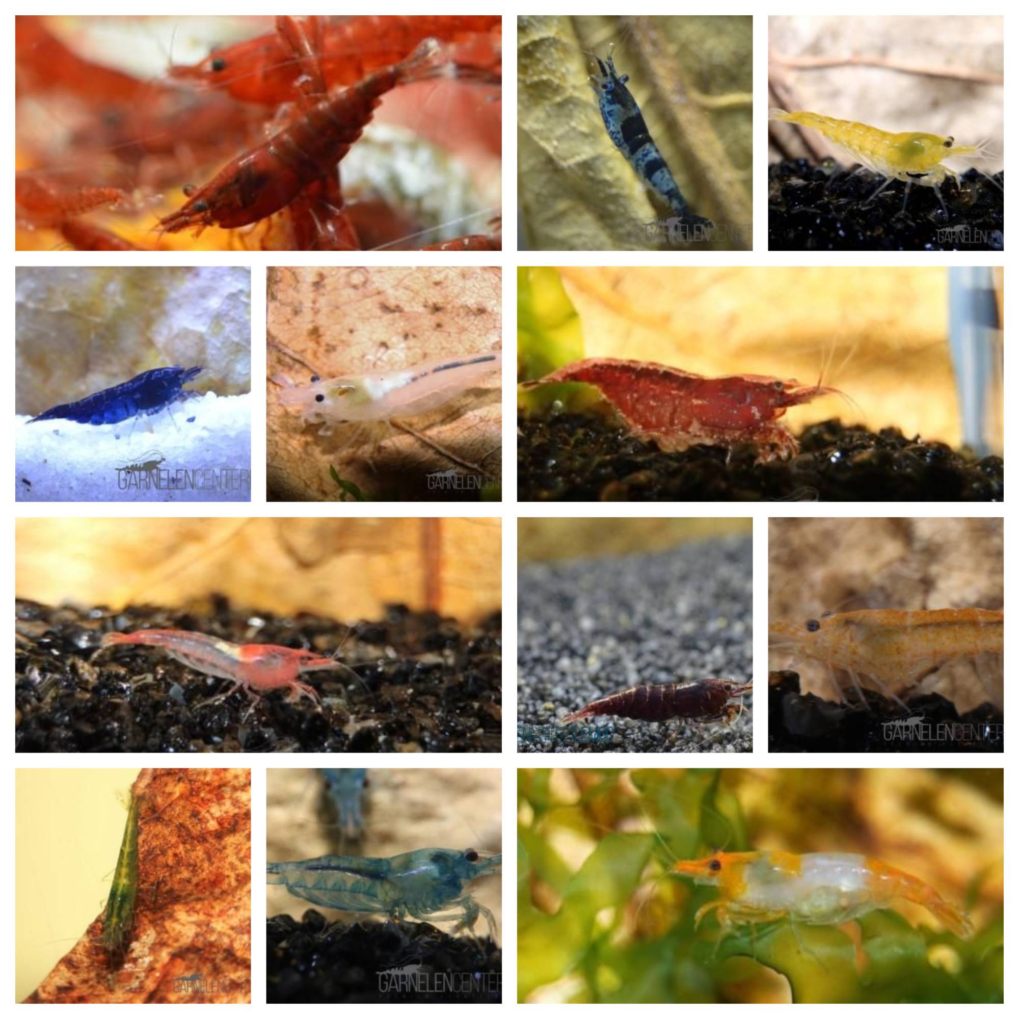 Neocaridina-Garnelen-Mix - 20 Stück- DNZ