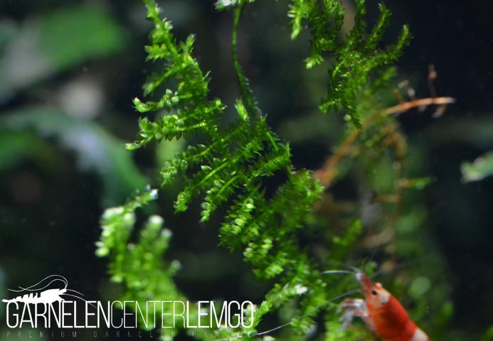 Vesicularia Sp. China Moos Mini auf Plant Sheet