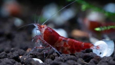 Red Lapiz O.E. Garnele- DNZ