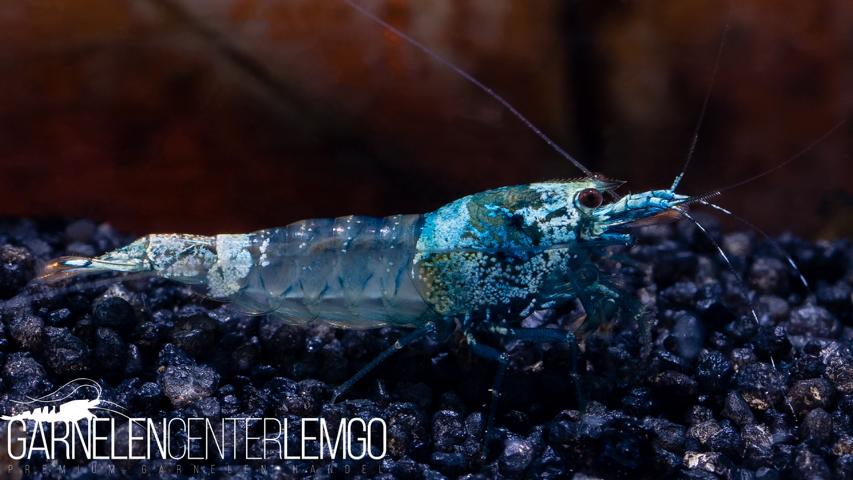 Blue Bolt Skeleton Garnele  - DNZ