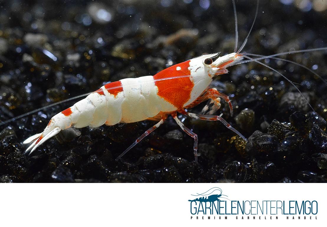 Red Bee PRL Garnele SS - Mid Grade  - DNZ