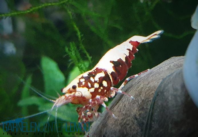 Skyfish Galaxy Boa, rot - Grade SS/ Mid Grade- DNZ