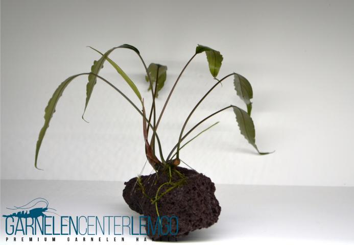 Schismatoglottis Roseospatha - Submers - Rarität