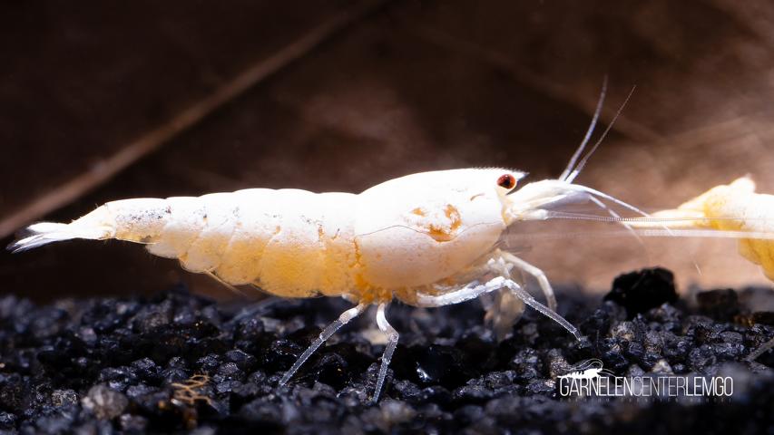 Snow White PWL Garnele -Grade SS - DNZ