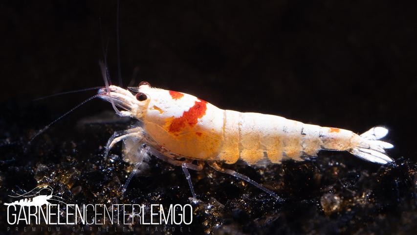 Red Bee Garnele K12 - K14 - Smile - DNZ