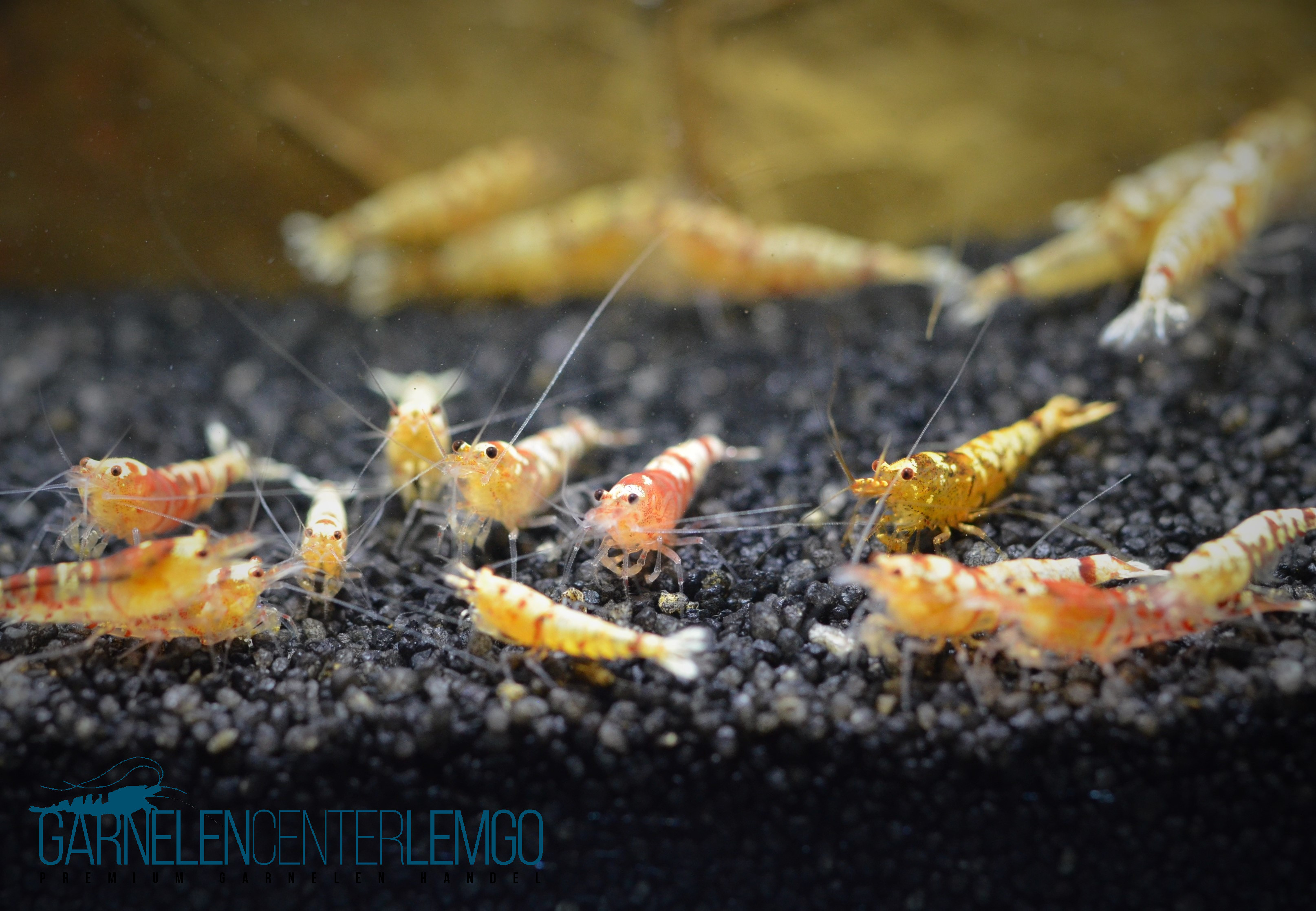 Fancy Tiger Rot Garnele - S Grade  - DNZ