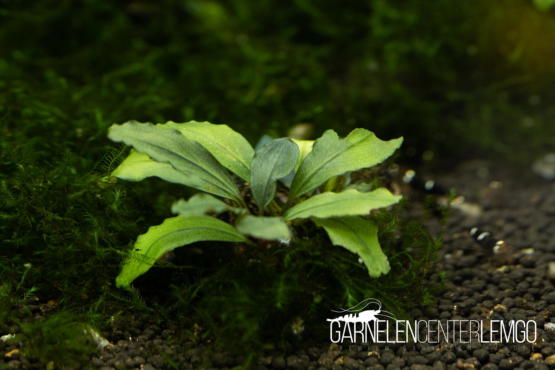 Bucephalandra sp. Claudia - submers - Rhizom