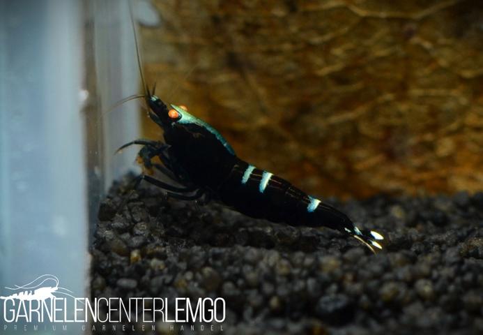 King Kong O.E. Garnele mit weißen Bändern - DNZ