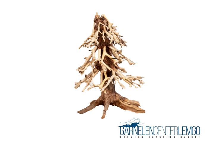 Bonsai Tannenbäumchen - Größe S