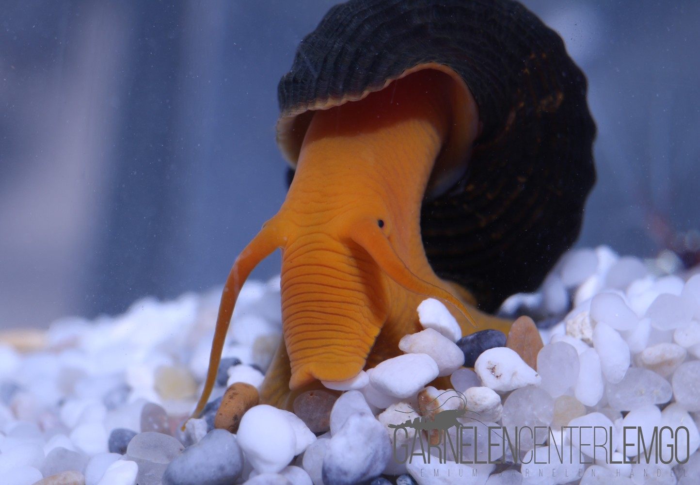 Orange Felsenschnecke (Tylomelania sp. Orange) - Import
