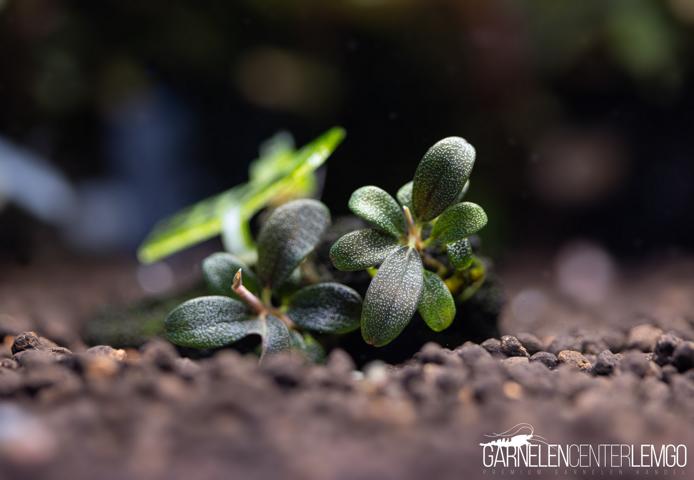 Bucephalandra sp. Black Rose submers - Rhizom