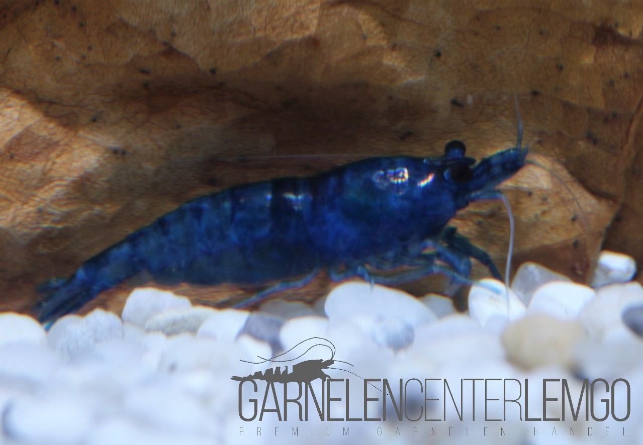 Blue Dream Garnele- Premium   - DNZ