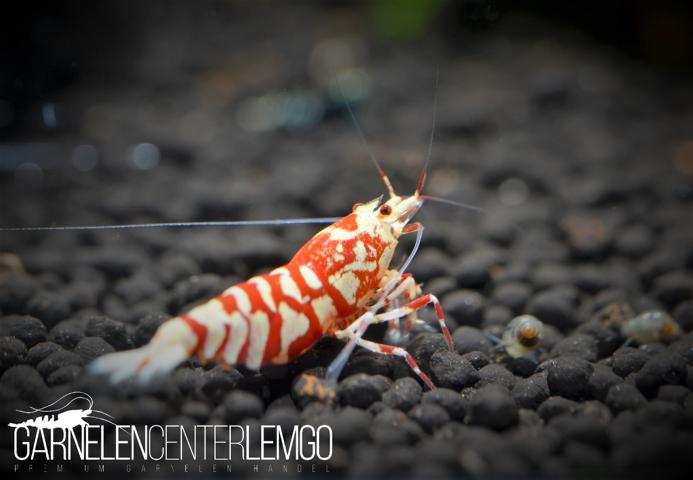 Vinfish Lightning Red Fancy Tiger SSS Grade - DNZ