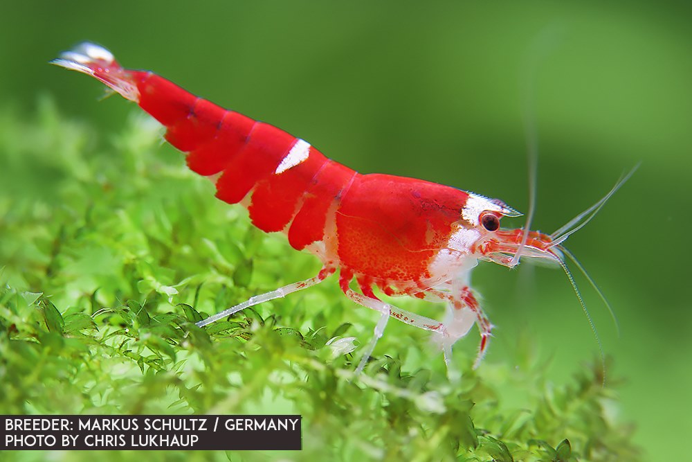 Super Crystal Red - Single  Line - Garnele  - DNZ