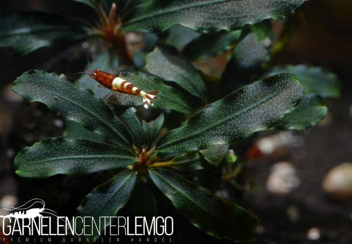Bucephalandra sp. Dark Velvet Rhizom