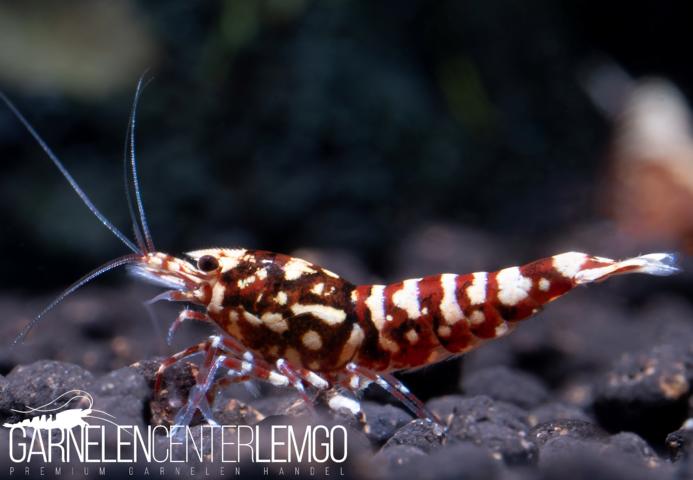 Skyfish Galaxy Pinto Red Garnele - DNZ