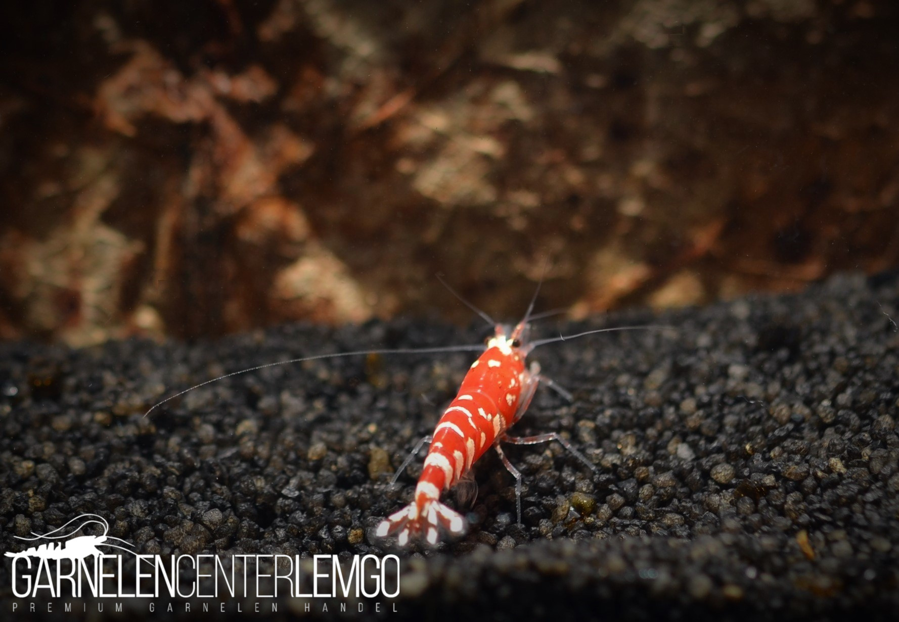 Vinfish Lightning Red Fancy Tiger S Grade - DNZ