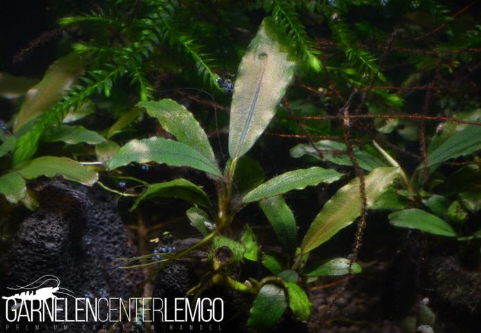 Bucephalandra sp. Brownie Oval, submers, Rhizom