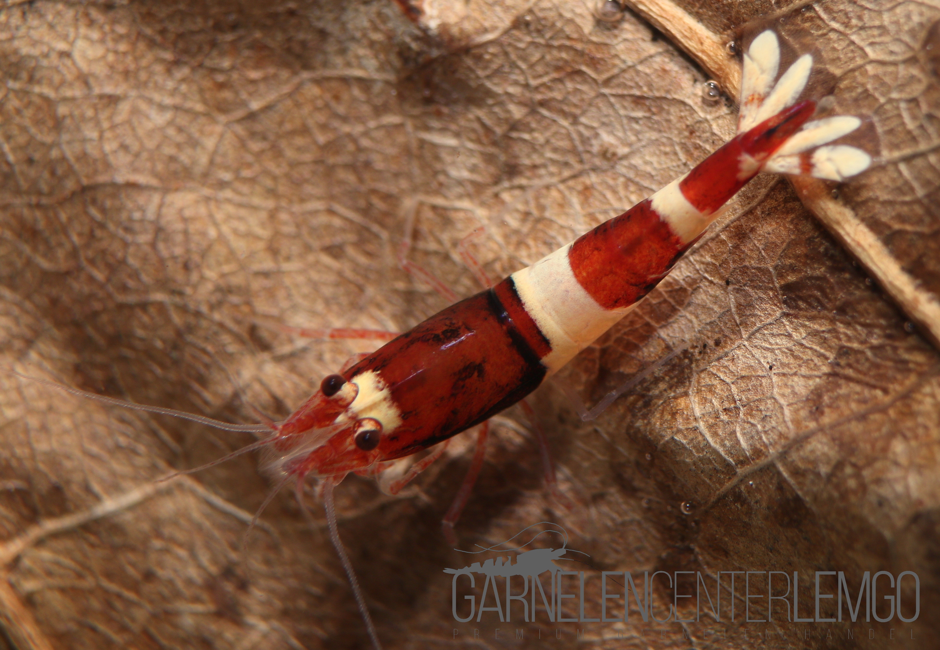 Wine Red Garnele  - DNZ