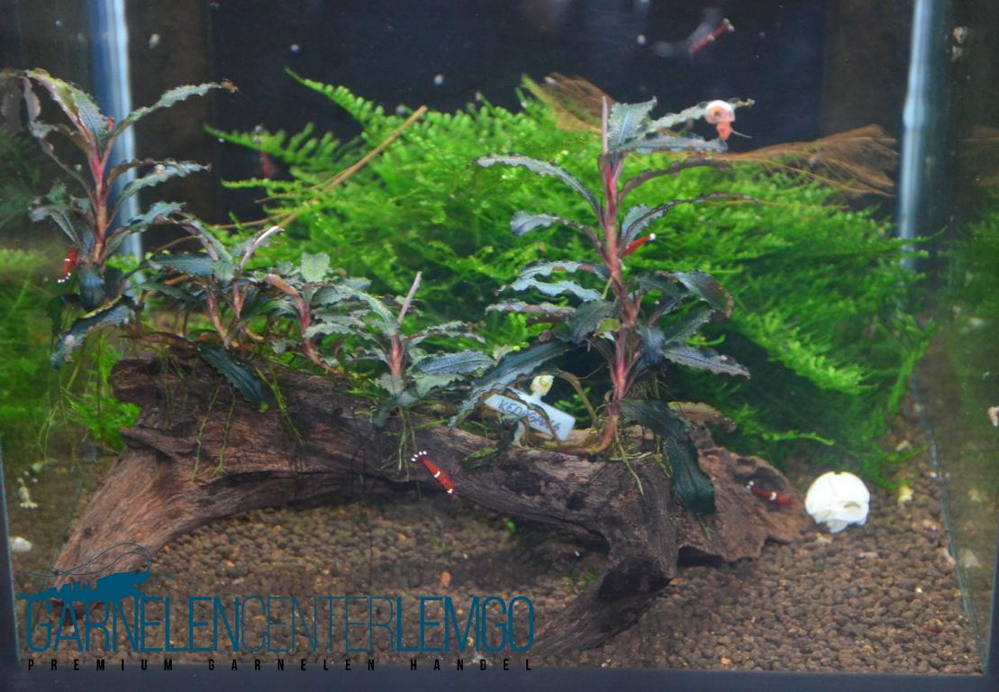 Bucephalandra sp. Kedagang Blue - submers Rhizom