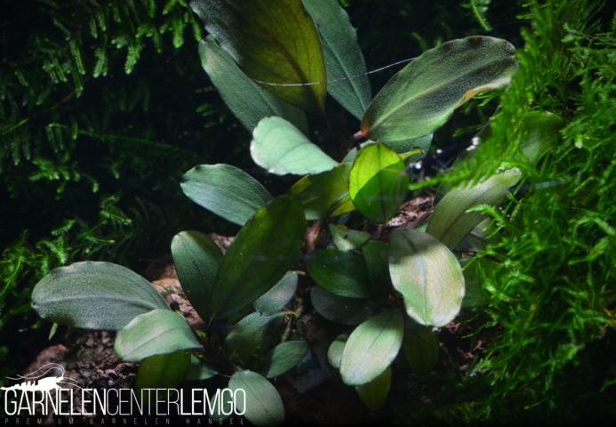 Bucephalandra sp. Red Cloud Typ 2, submers, Rhizom