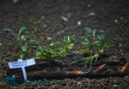 Bucephalandra sp. Brownie Phönix Rhizom