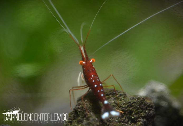 Caridina Dennerli o.e./ Kardinalsgarnele o.e. - DNZ