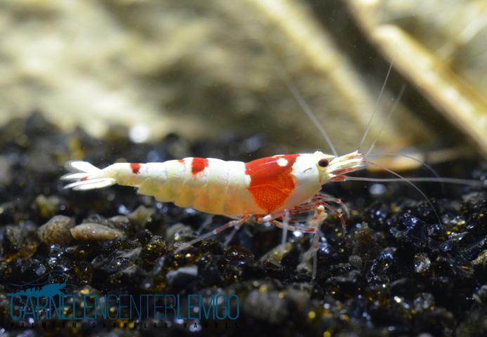 Red Bee PRL Garnele Grade SSS - High Grade  - DNZ